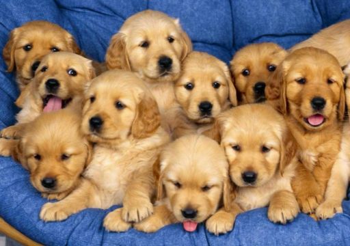 SATILIK  KÖPEK  YAVRULARI